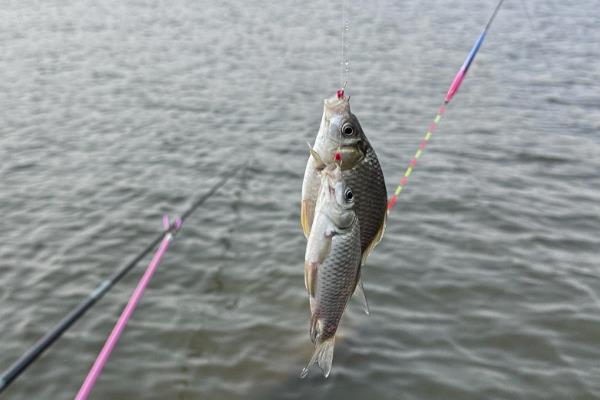 钓草鱼的技巧，常用以下几种钓法