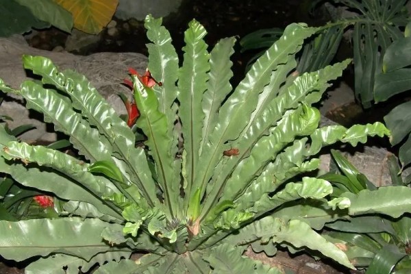 鸟巢蕨的外观，叶片呈阔披针形