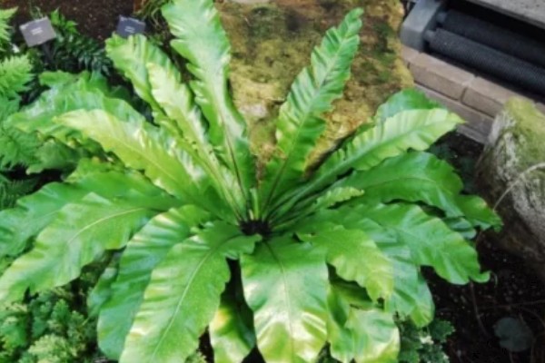 鸟巢蕨的外观，叶片呈阔披针形