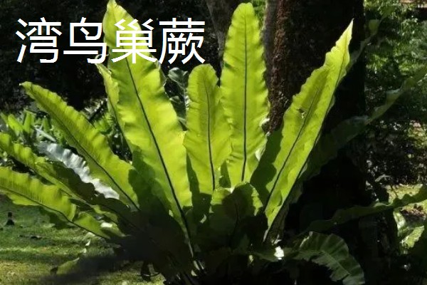 鸟巢蕨的外观，叶片呈阔披针形