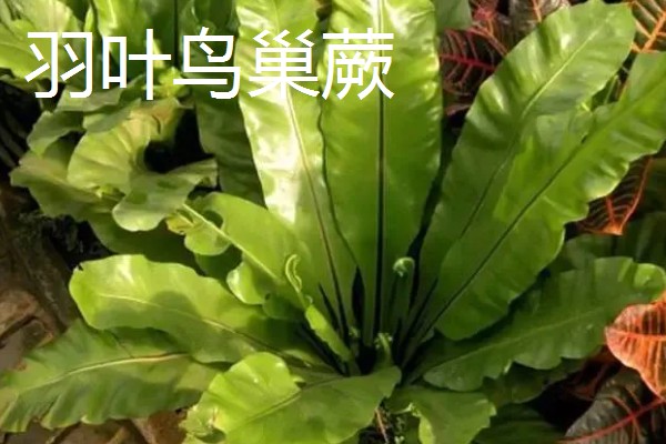 鸟巢蕨的外观，叶片呈阔披针形