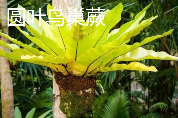 鸟巢蕨的外观，叶片呈阔披针形