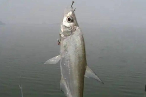 手竿怎么钓翘嘴，建议用6.3-8.1米的综合竿