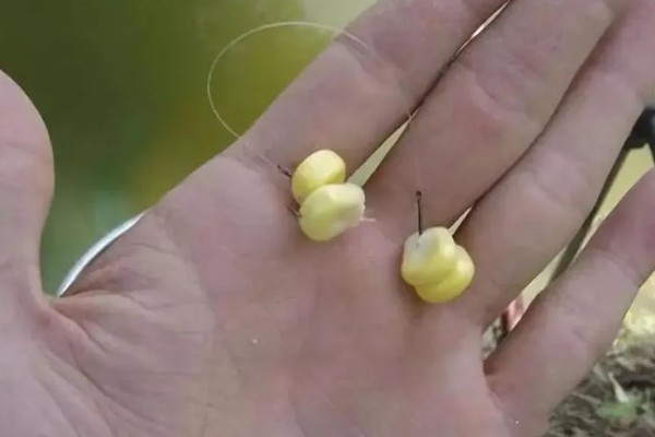 手竿怎么钓翘嘴，建议用6.3-8.1米的综合竿