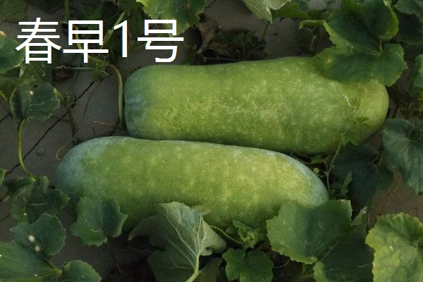 具有特色的新品种冬瓜，有春早1号、一串铃4号等