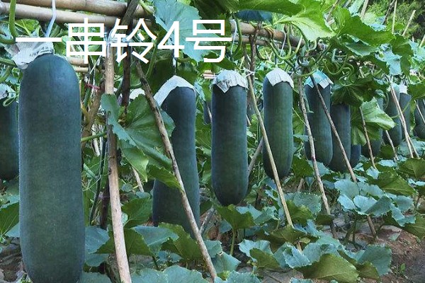 具有特色的新品种冬瓜，有春早1号、一串铃4号等