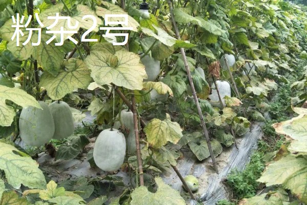 具有特色的新品种冬瓜，有春早1号、一串铃4号等