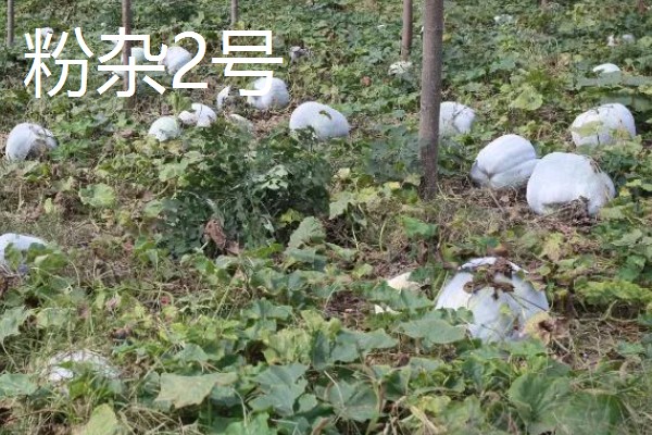 具有特色的新品种冬瓜，有春早1号、一串铃4号等
