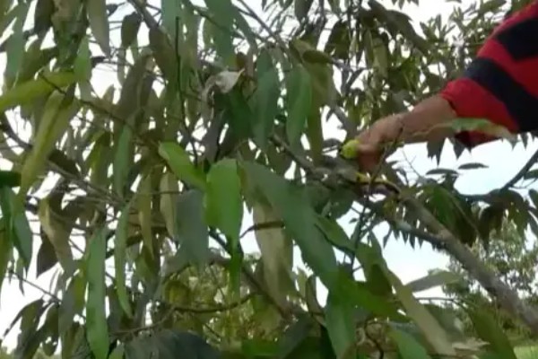 榴莲核的家庭种植方法，可用园土或是沙土种植
