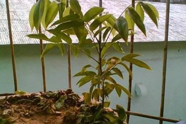 榴莲核的家庭种植方法，可用园土或是沙土种植