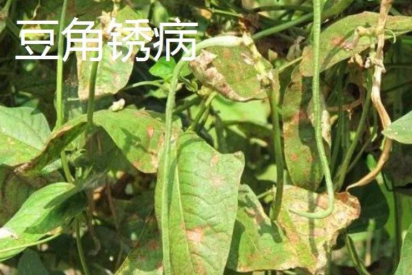 豆角疫病的症状，发病初期会呈水渍状