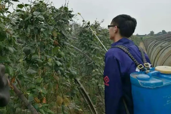 豆角疫病的症状，发病初期会呈水渍状