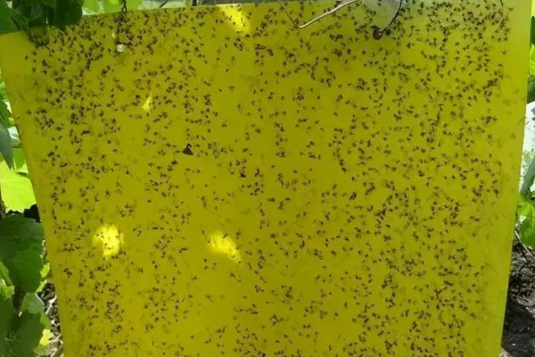 豆角疫病的症状，发病初期会呈水渍状