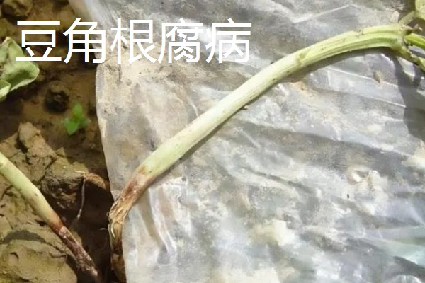豆角疫病的症状，发病初期会呈水渍状