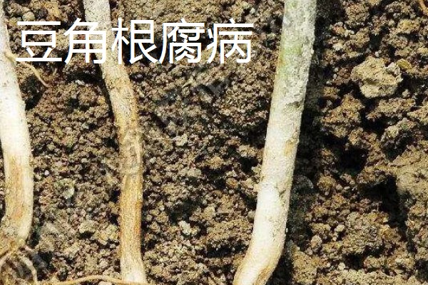 豆角疫病的症状，发病初期会呈水渍状