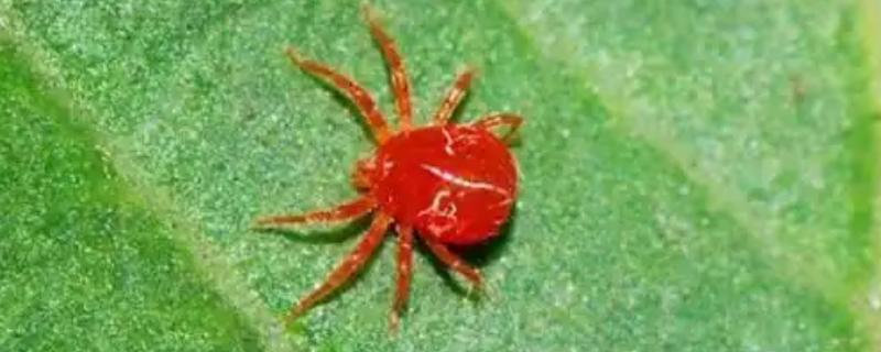 玫瑰花红蜘蛛有哪些特效药,吡虫啉、螨克、哒螨灵等