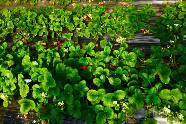 草莓花的颜色，大多数是白色