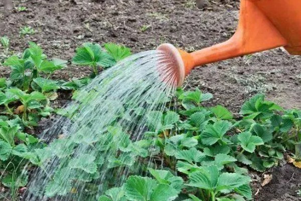 草莓花的颜色，大多数是白色