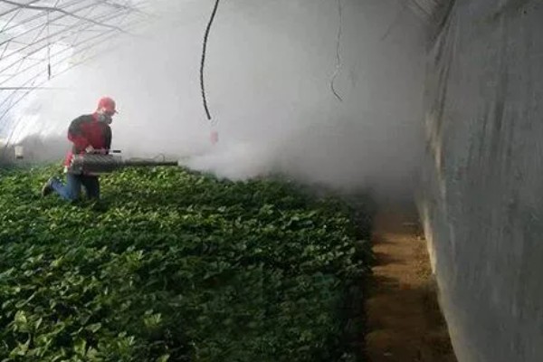 草莓花的颜色，大多数是白色