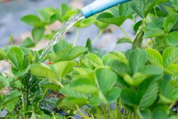 草莓花的颜色，大多数是白色