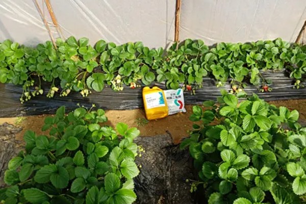 草莓花的颜色，大多数是白色