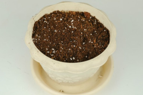 榴莲核的家庭种植方法，可用园土或是沙土种植