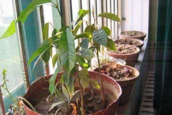 榴莲核的家庭种植方法，可用园土或是沙土种植