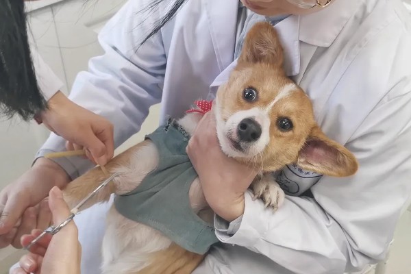 狗狗被大狗咬要不要打针，注射狂犬疫苗很有必要