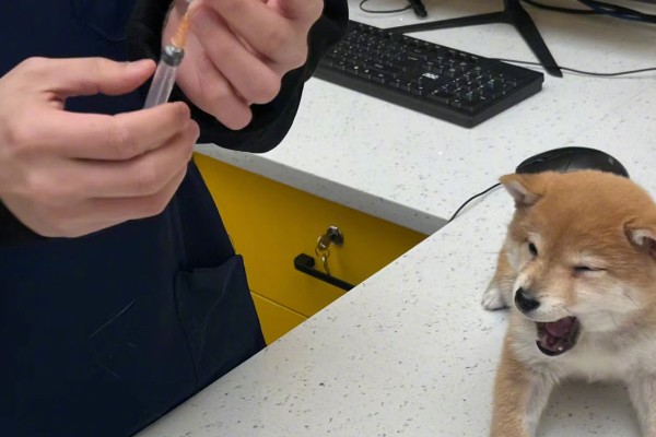 狗狗被大狗咬要不要打针，注射狂犬疫苗很有必要