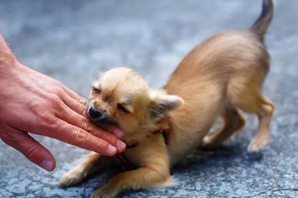 狗狗被大狗咬要不要打针，注射狂犬疫苗很有必要