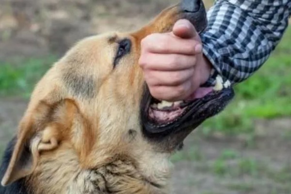 狗狗被大狗咬要不要打针，注射狂犬疫苗很有必要