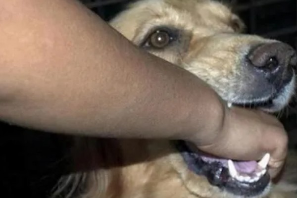 狗狗被大狗咬要不要打针，注射狂犬疫苗很有必要