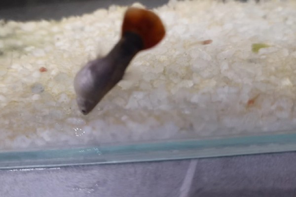 孔雀鱼难产的原因，可能是受惊所致