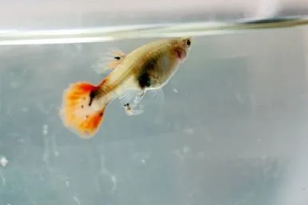 孔雀鱼难产的原因，可能是受惊所致