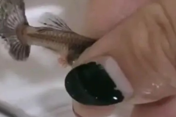 孔雀鱼难产的原因，可能是受惊所致