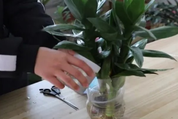 富贵竹多久换水一次,间隔2至3天换一次