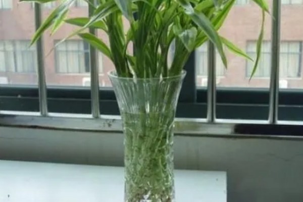 富贵竹多久换水一次,间隔2至3天换一次