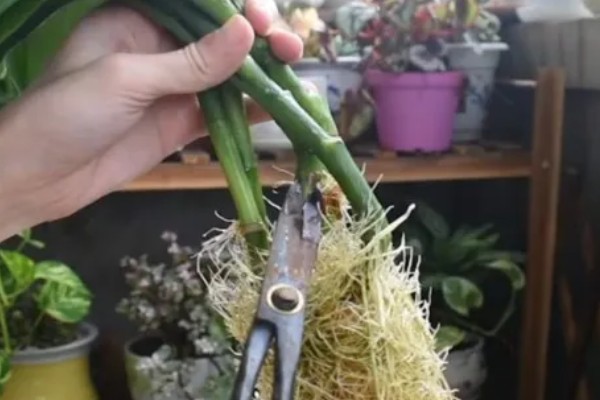 富贵竹多久换水一次,间隔2至3天换一次