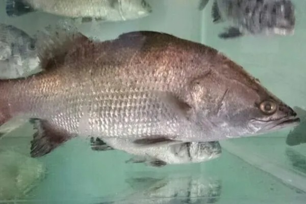盲曹鱼是什么鱼,也被叫做金目鲈