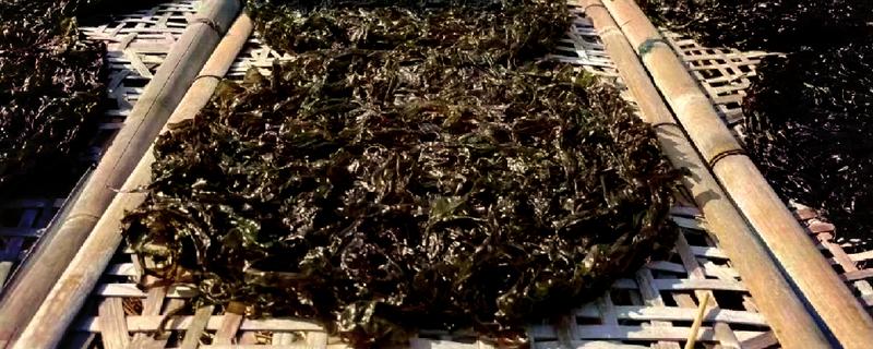 海山紫菜的产地，产于广东省海山镇