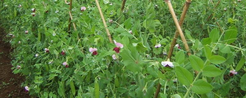 荷兰豆的收获所需时间，种植后经过6个月才能收获