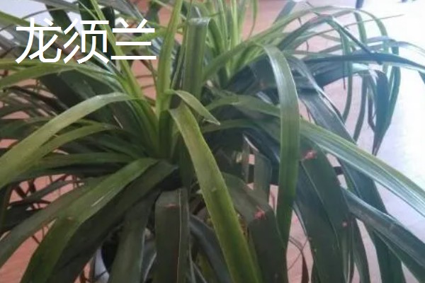 龙须兰和龙血树有什么区别，株型、叶片、花朵都不同