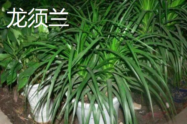 龙须兰和龙血树有什么区别，株型、叶片、花朵都不同