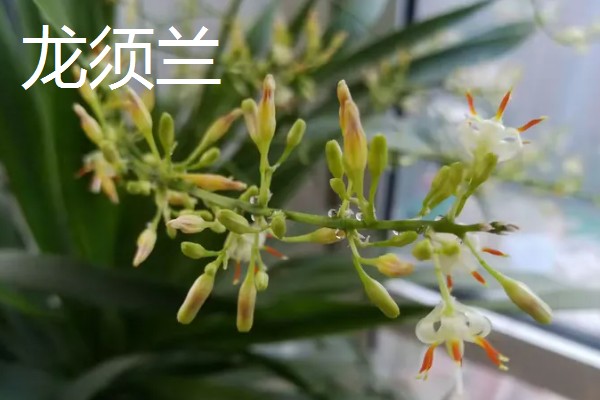 龙须兰和龙血树有什么区别，株型、叶片、花朵都不同