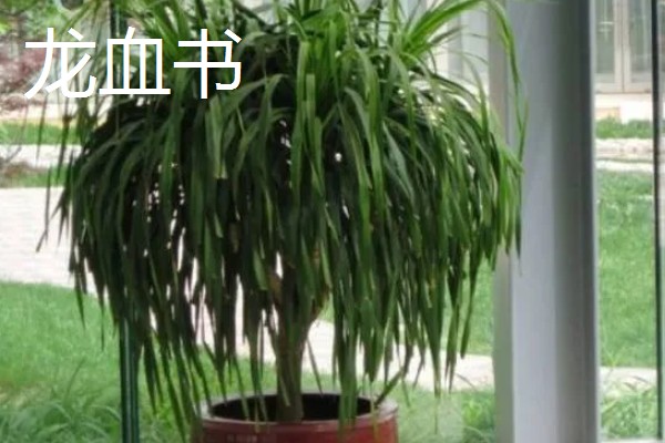 龙须兰和龙血树有什么区别，株型、叶片、花朵都不同