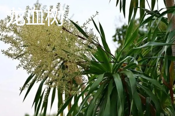 龙须兰和龙血树有什么区别，株型、叶片、花朵都不同