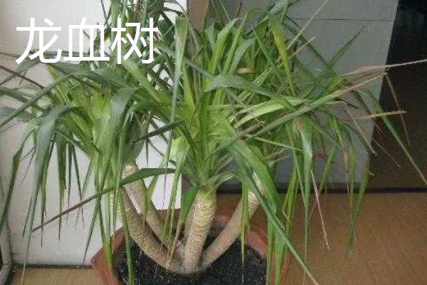 龙须兰和龙血树有什么区别，株型、叶片、花朵都不同