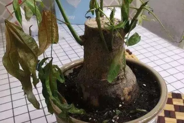 发财树怎么砍头,选在主干三分之二的位置