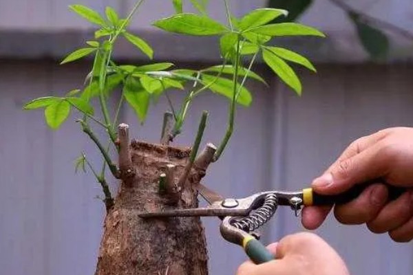 发财树怎么砍头,选在主干三分之二的位置