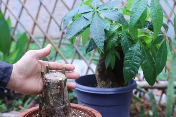 发财树怎么砍头,选在主干三分之二的位置